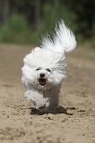 BICHON FRISE 346